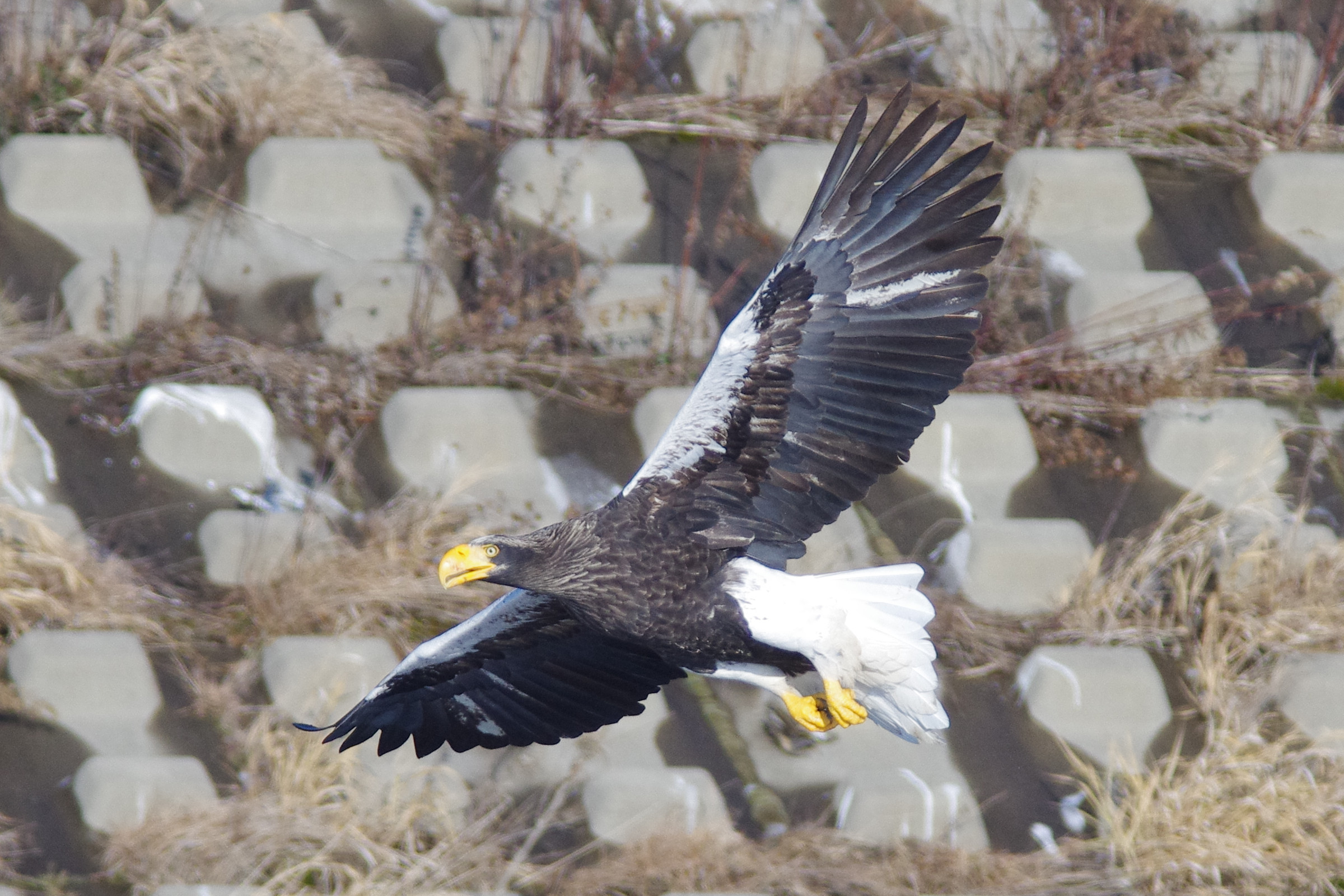 AF90FL500D_20141212_4943T