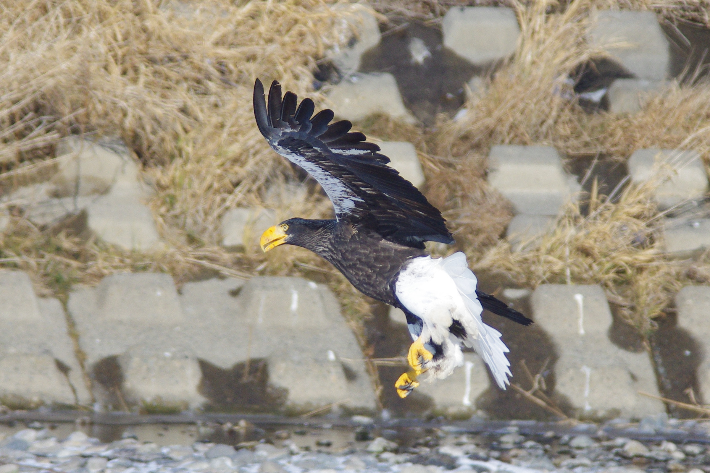 AF90FL500D_20141212_4956T