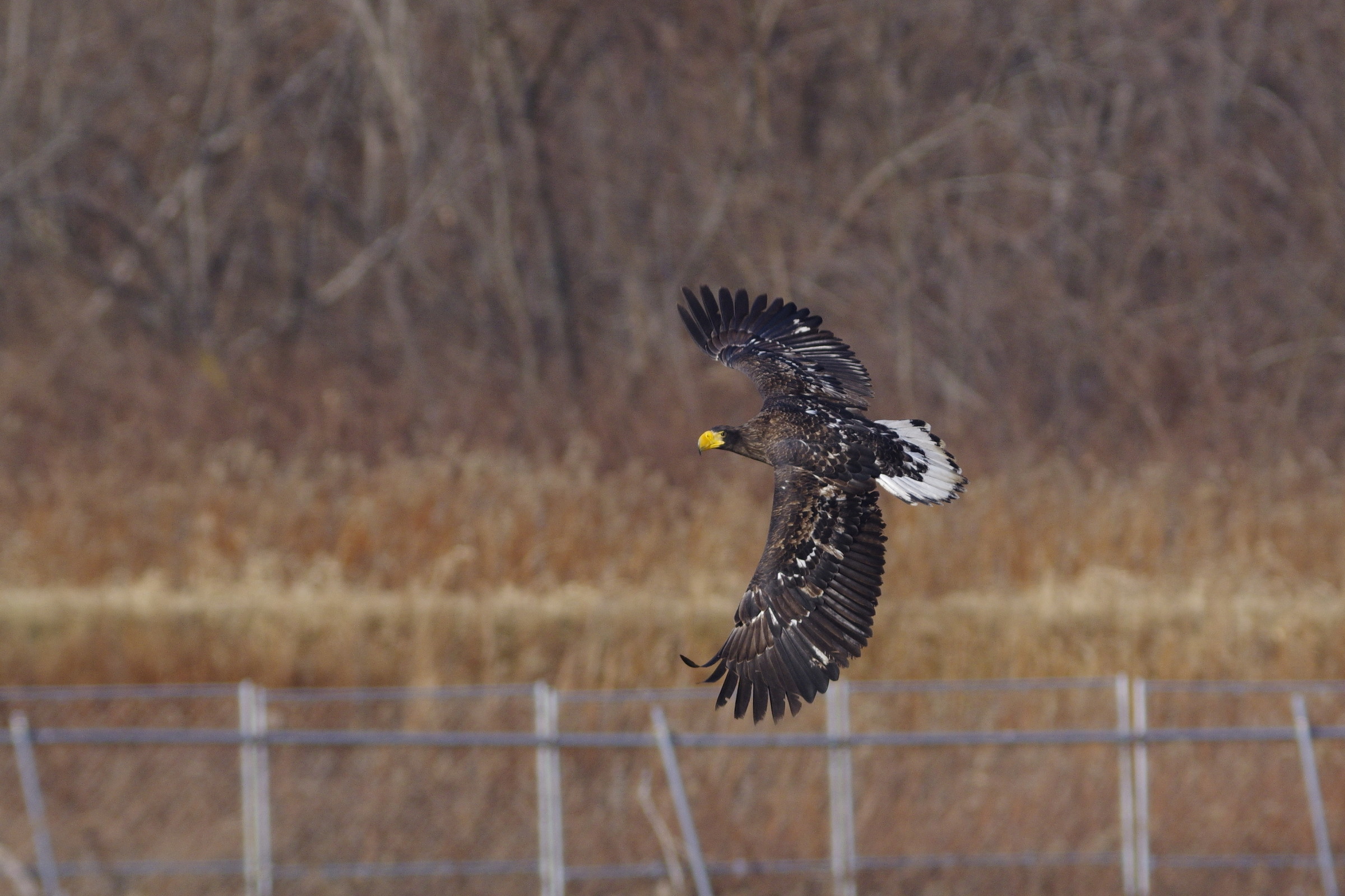 k3ii90flm37_20161126_8286t